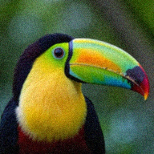 Processed low-quality toucan